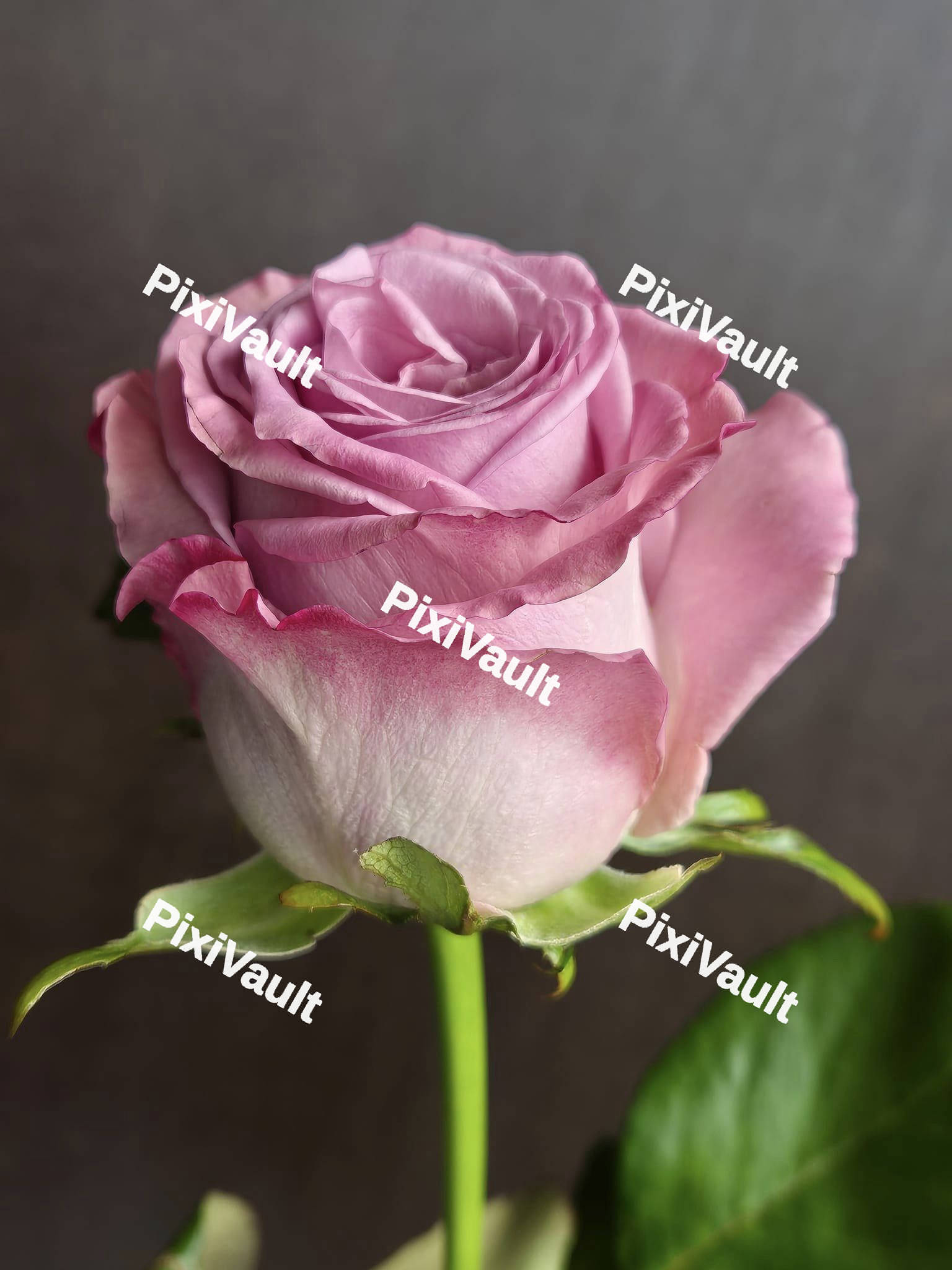 Garden Rose